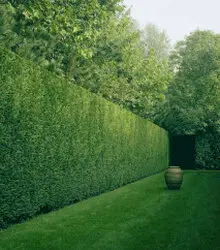 Tala y poda de árboles en altura Ávila Tala y poda de árboles en altura Ávila