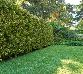 Tala y poda de árboles en altura Ávila Tala y poda de árboles en altura Ávila