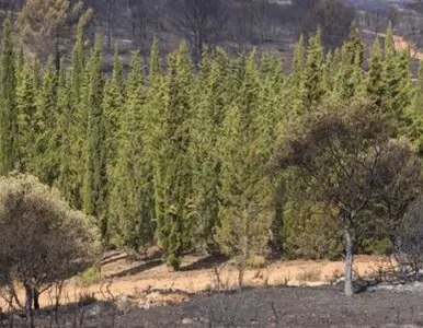 Taladores y podadores de árboles en altura Ávila Taladores y podadores de árboles en altura Ávila